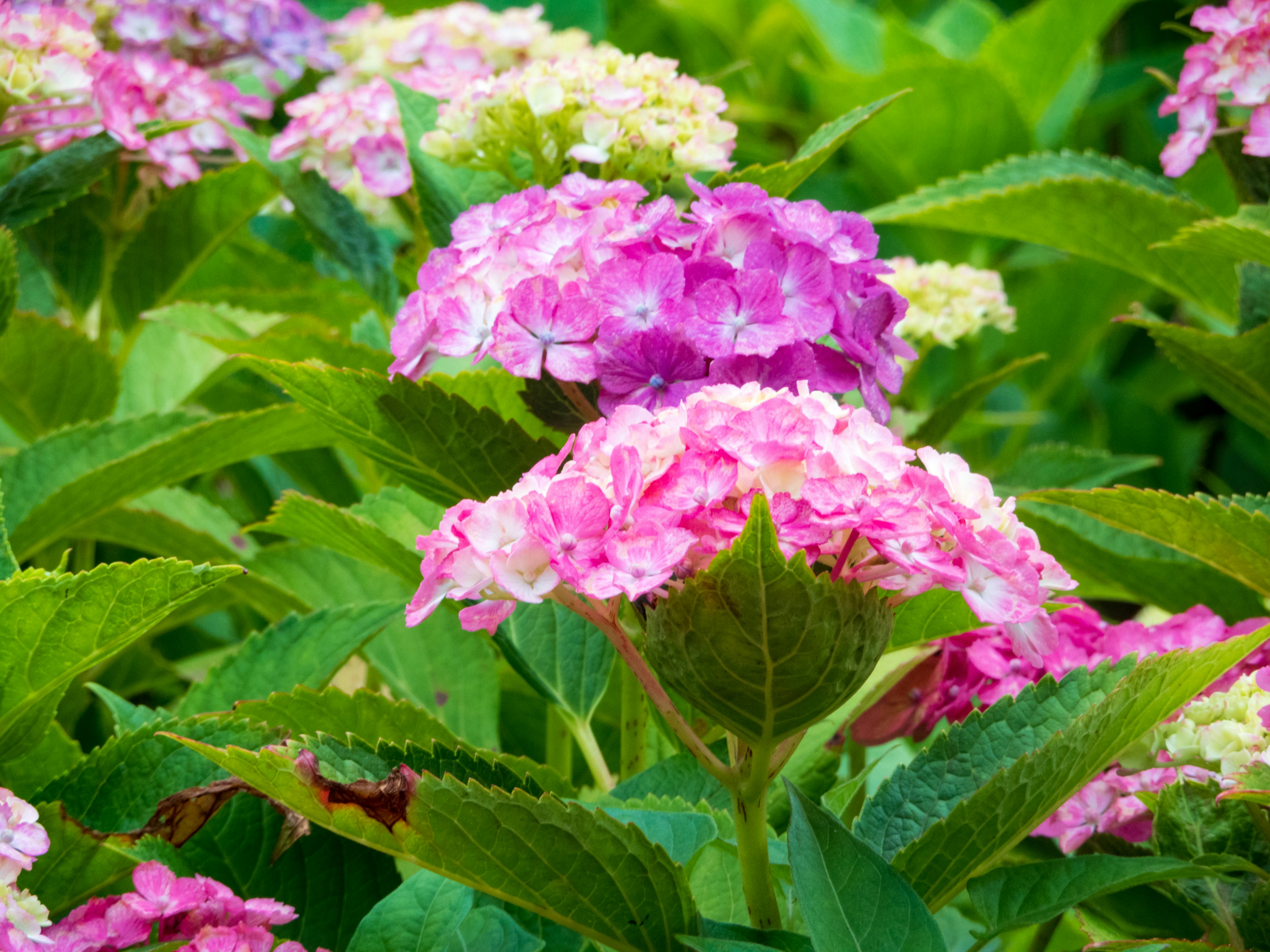 Photo by heppoko_yama