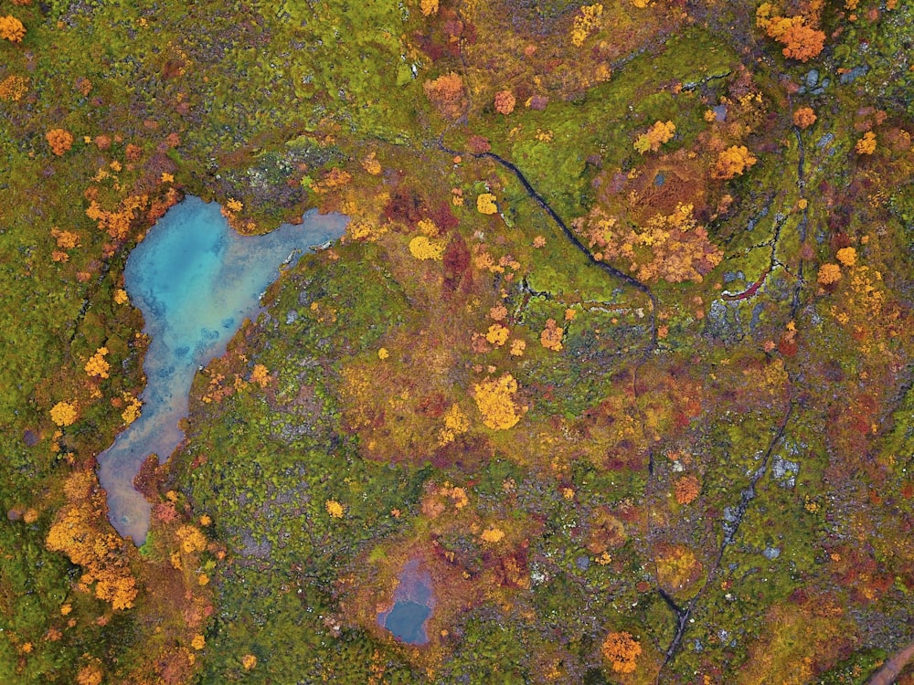 Une créature marine bleue