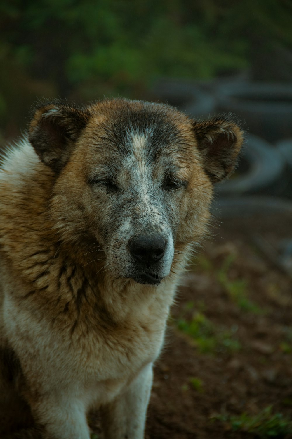 a brown and white dog