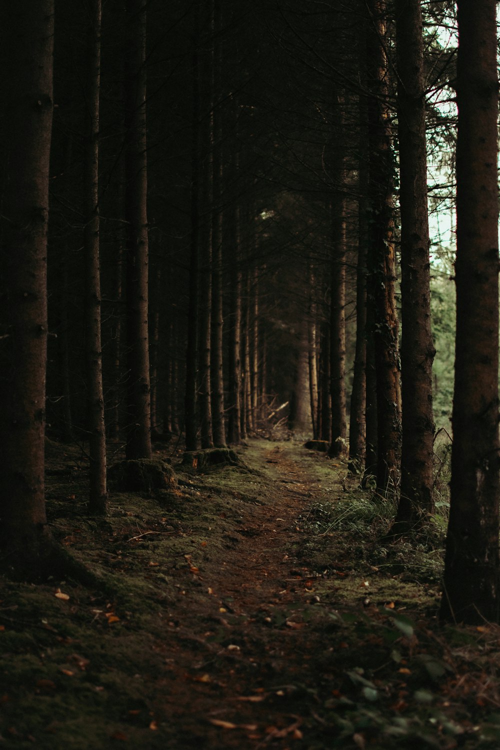 a path in a forest