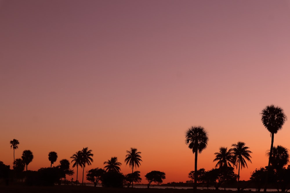 a sunset with palm trees