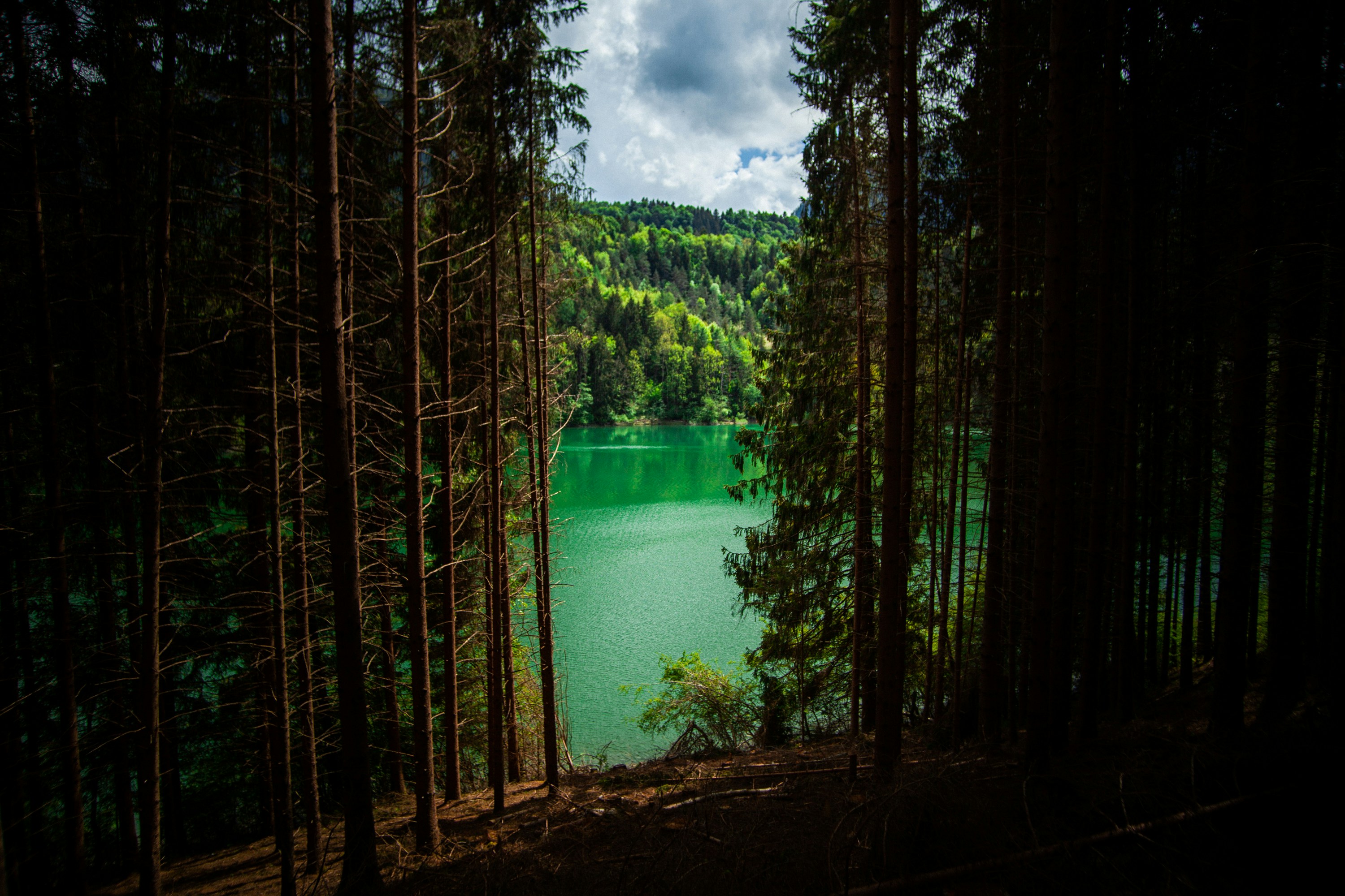 a lake surrounded by trees