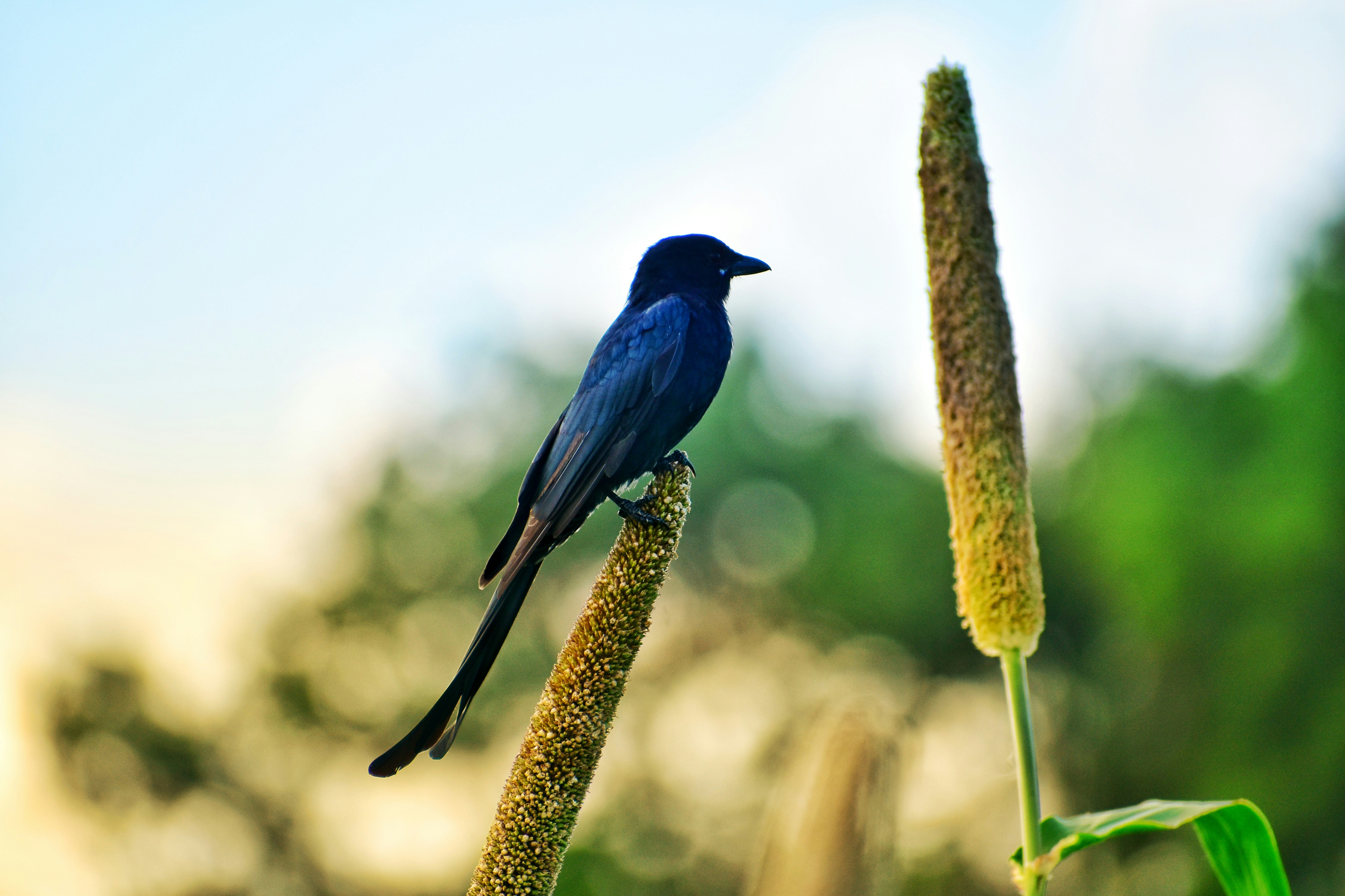 Photo by abhishek008