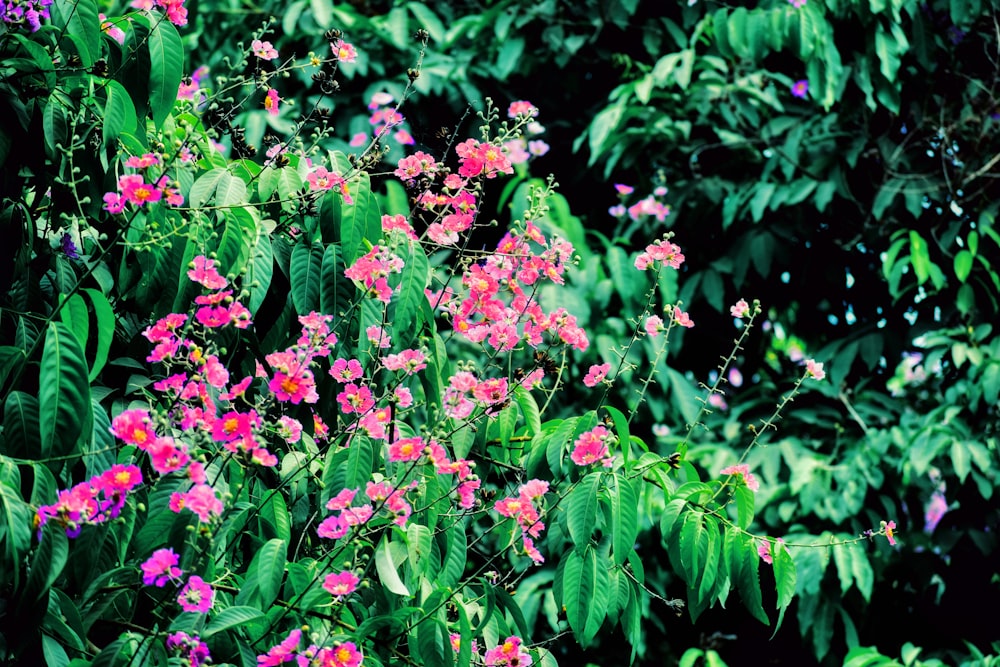 a bush with pink flowers