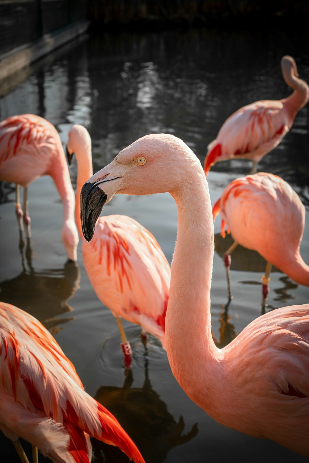 a group of flamingos in a body of water