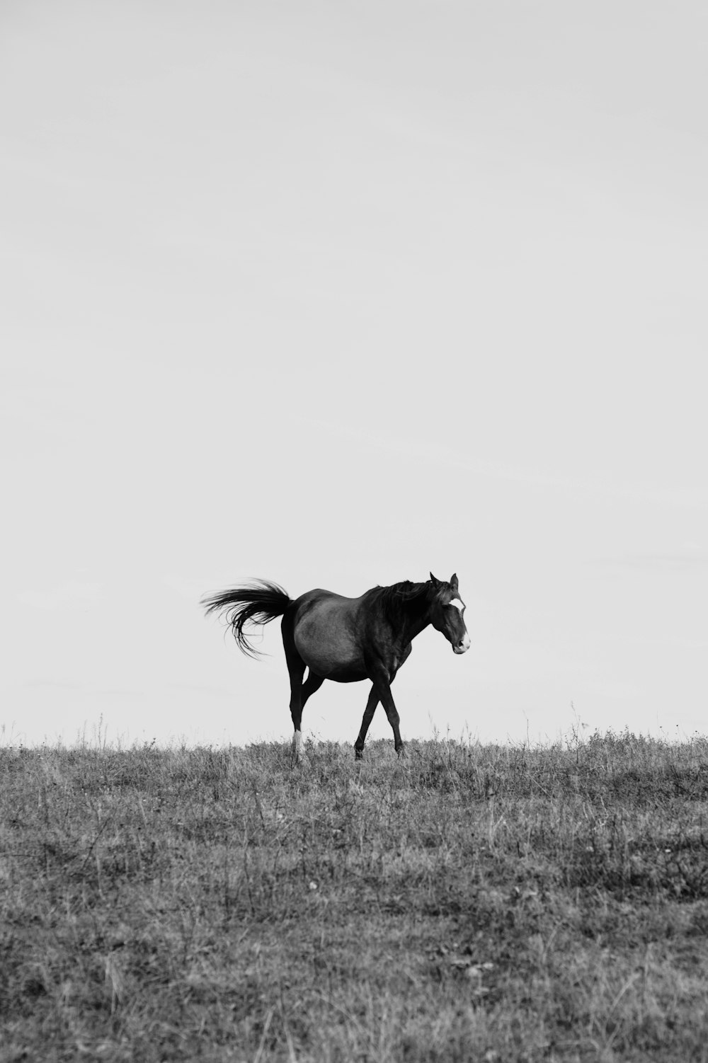 a horse standing in a field