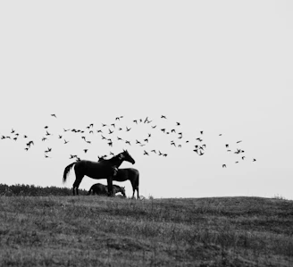 a horse in a field with birds flying around