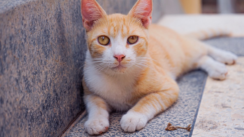 a cat lying on the ground