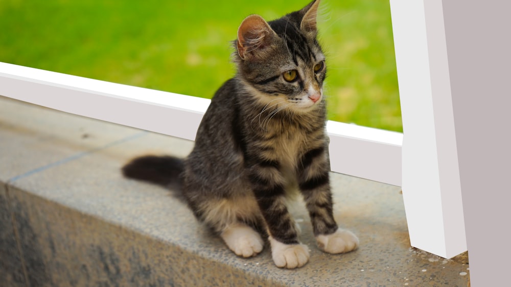 a cat sitting on a ledge