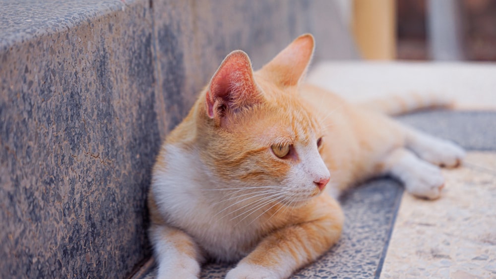 a cat lying on a couch