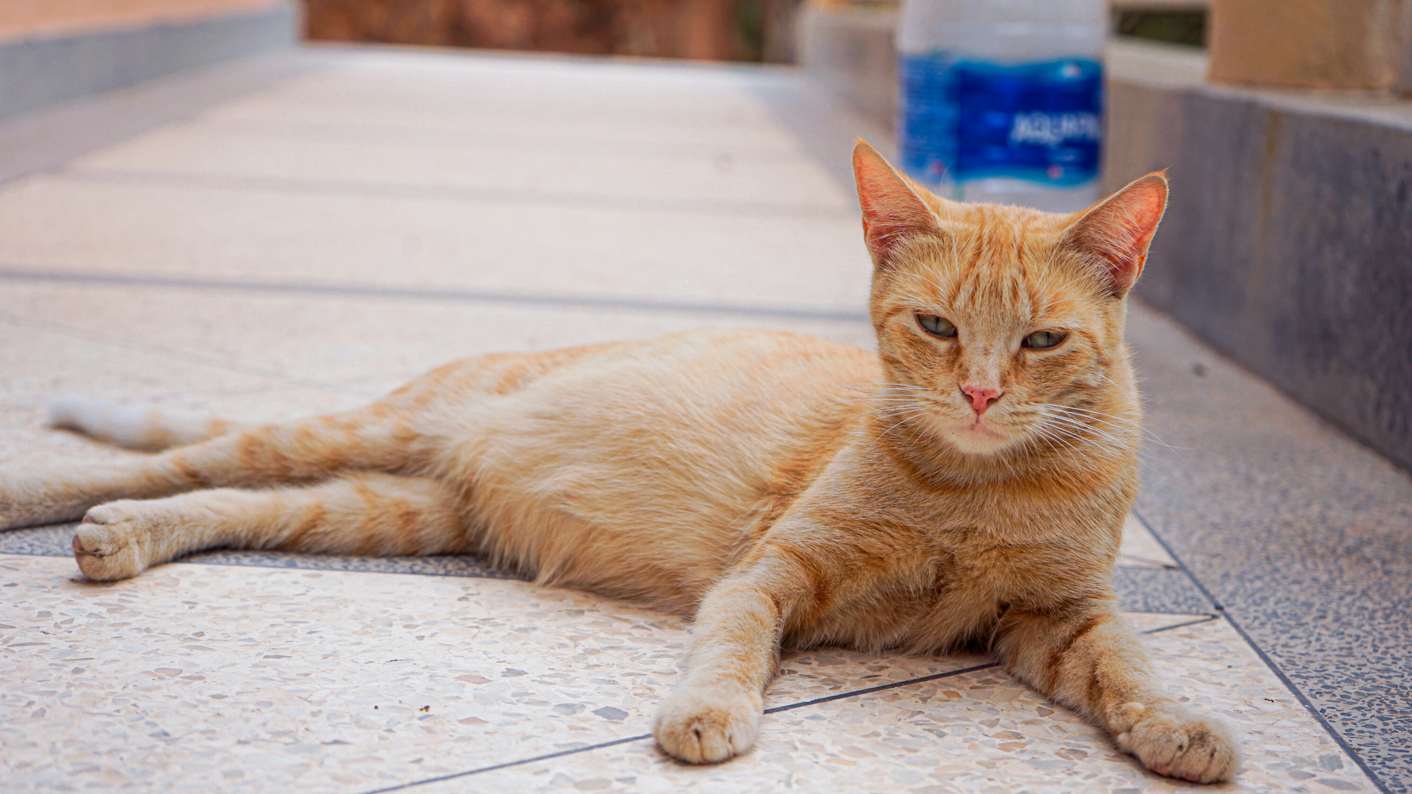 a cat lying on the ground