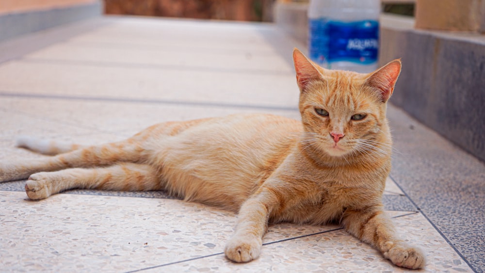 a cat lying on the ground