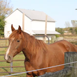 A chestnut horse with a shiny coat posing beside a rustic wooden fence.