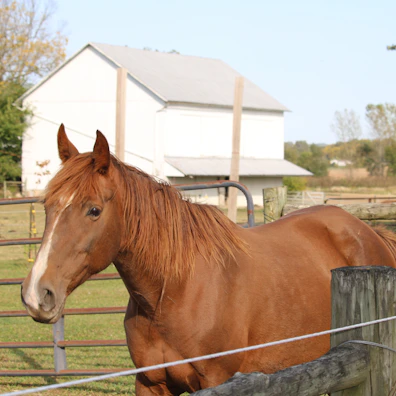 A chestnut horse with a shiny coat posing beside a rustic wooden fence.