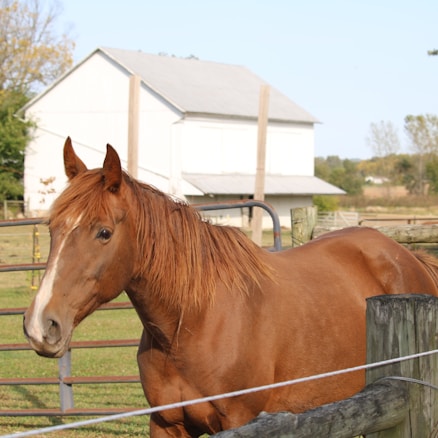 A chestnut-colored horse stands near a wooden fence in a pasture. The area is enclosed by metal railings and a barn with a white exterior is visible in the background. The landscape is green with hints of autumn due to some yellowing leaves.