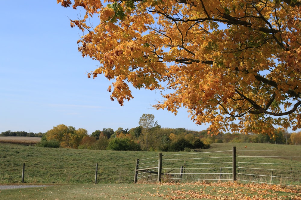 a tree in a field