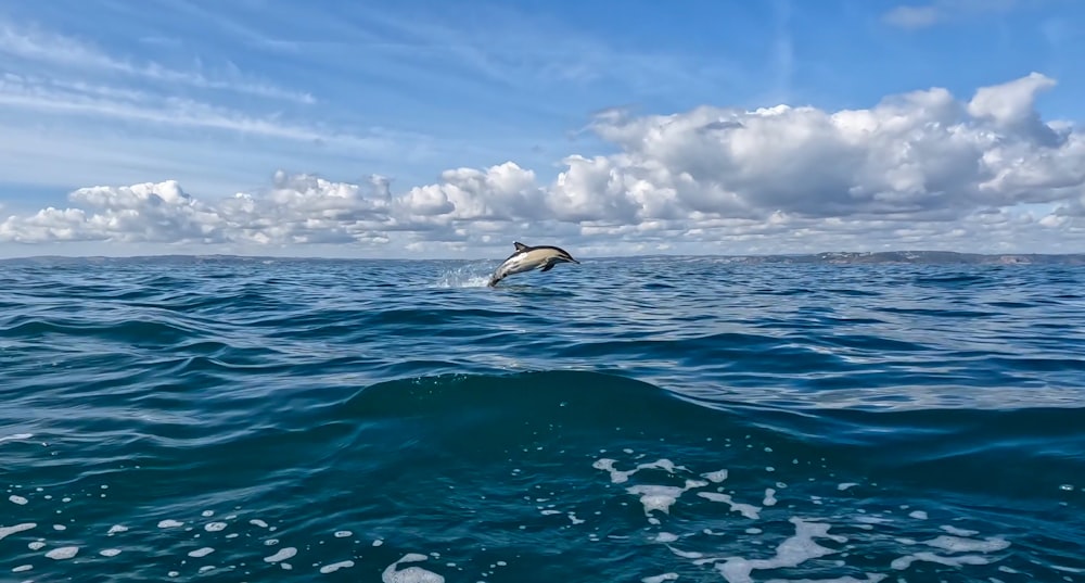 a dolphin jumping out of the water