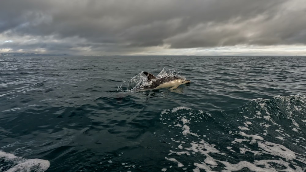 uma baleia no oceano