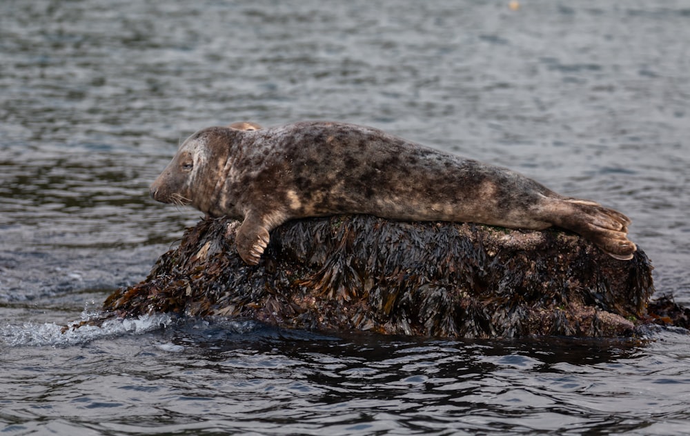 a seal on a rock in the water