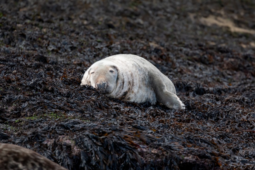 a small animal lying on the ground