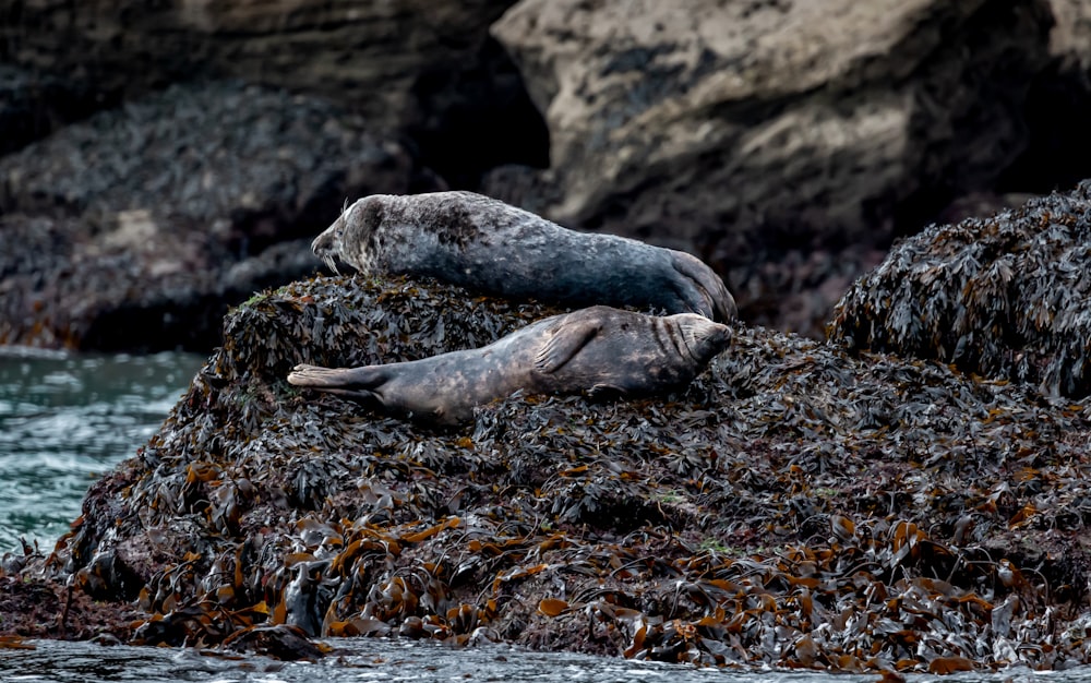 a group of seals on a rock