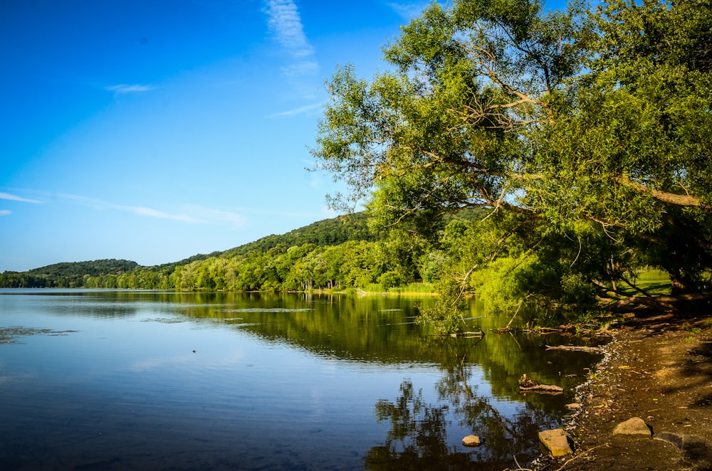 a body of water with trees around it