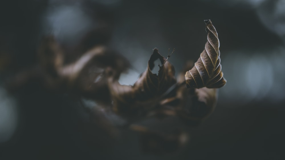 a butterfly on a leaf