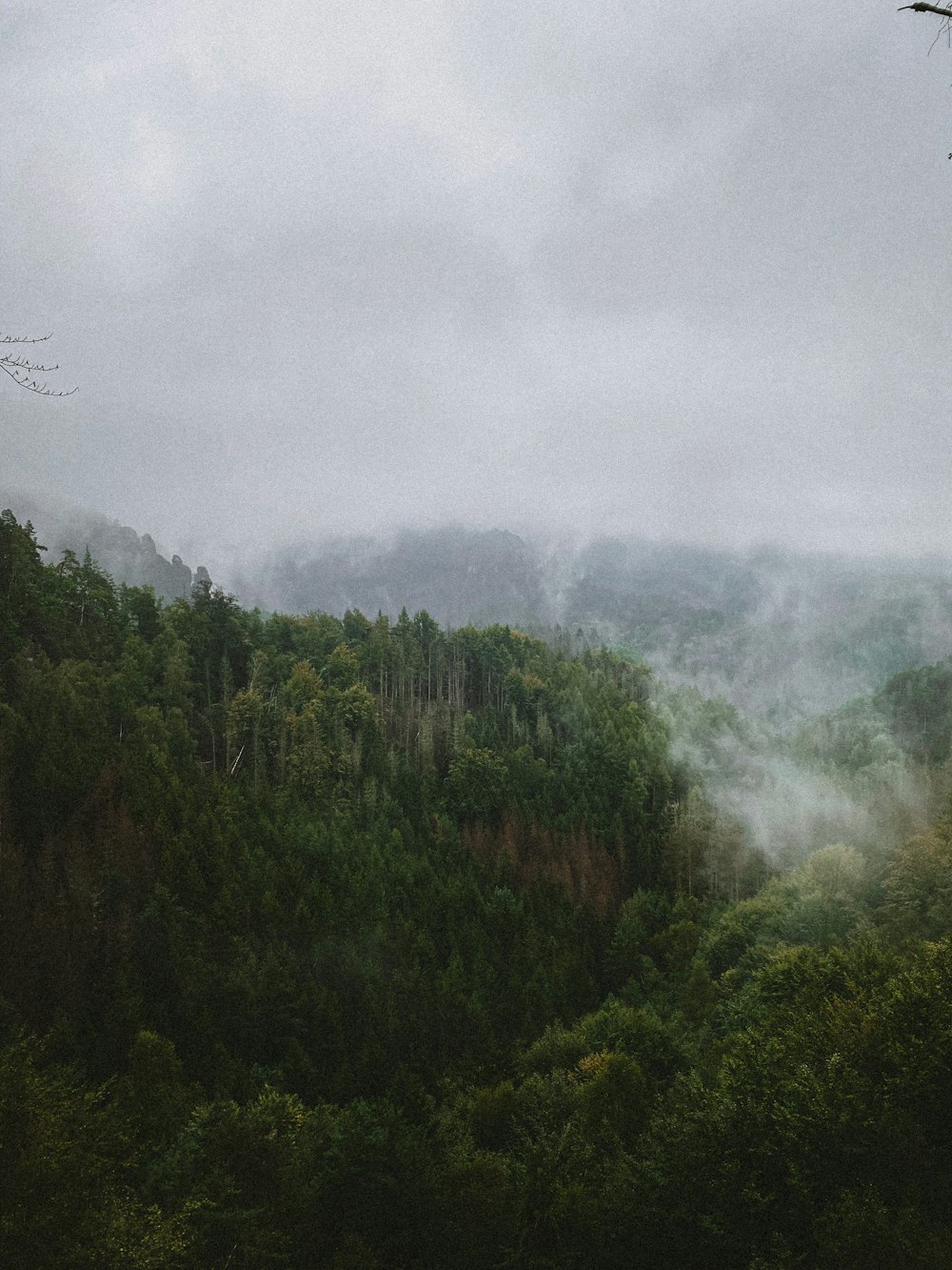 a forest with fog