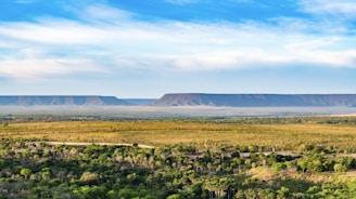a landscape with trees and bushes
