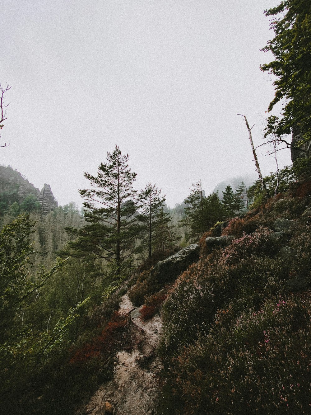 a dirt path through a forest