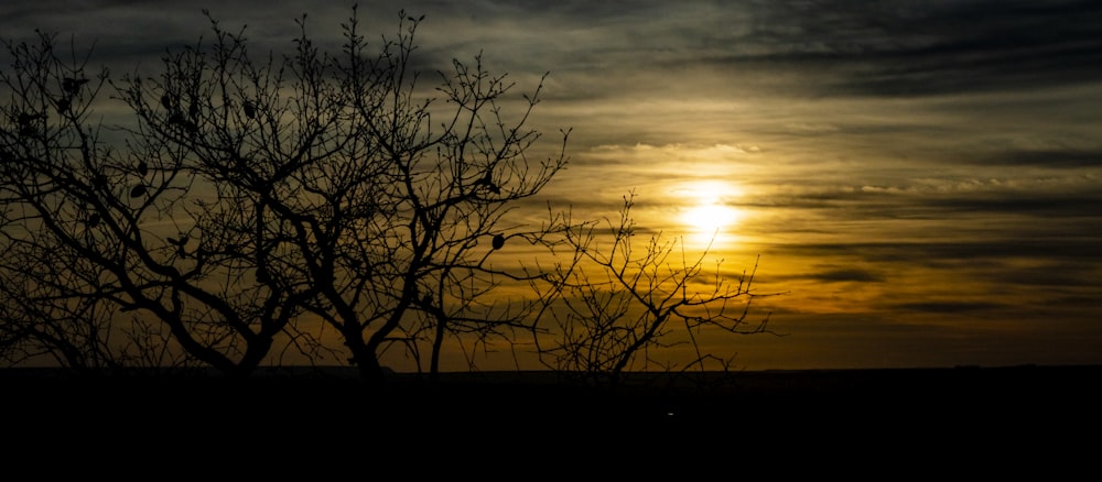 a sunset behind some trees