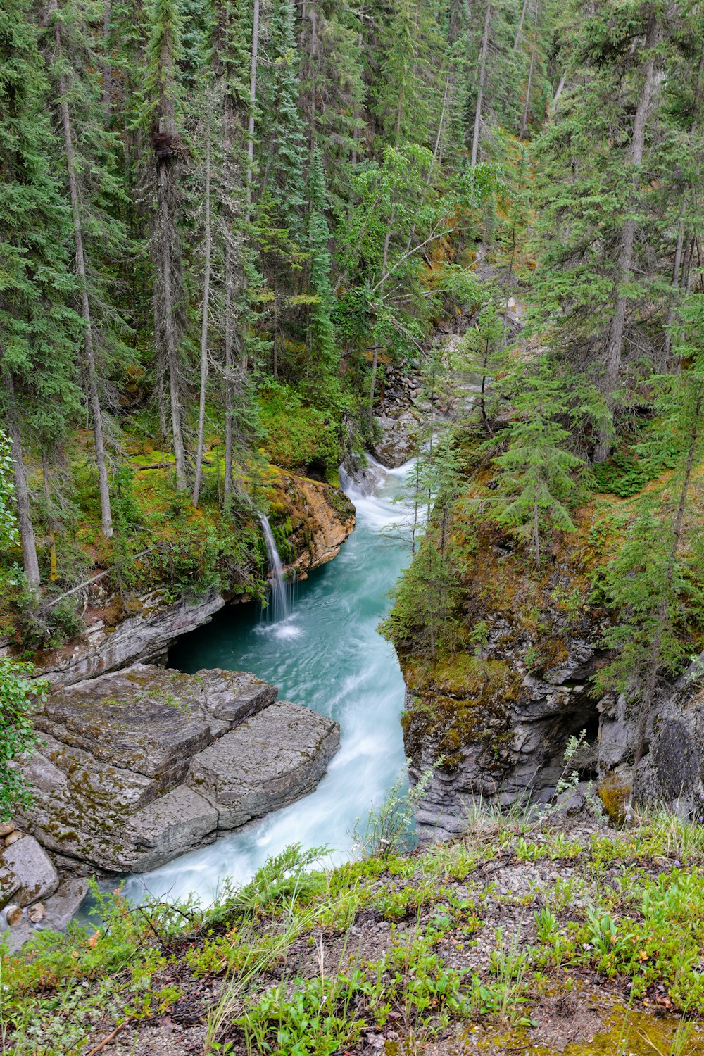 une rivière qui traverse une forêt