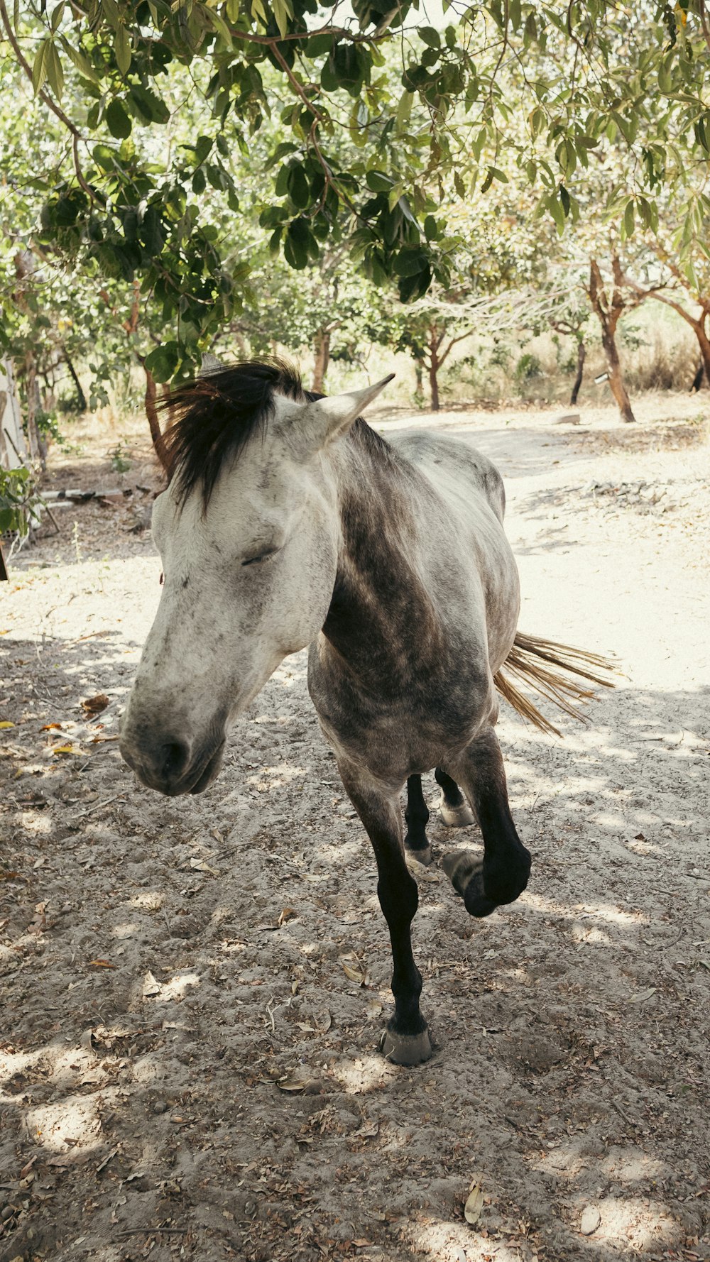 a horse running on a dirt path