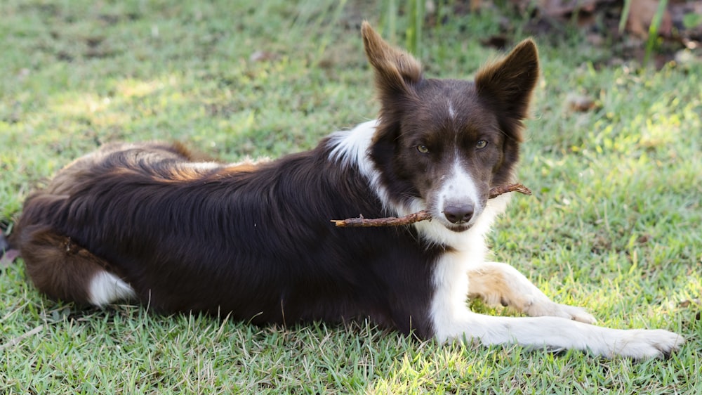 a dog lying in the grass