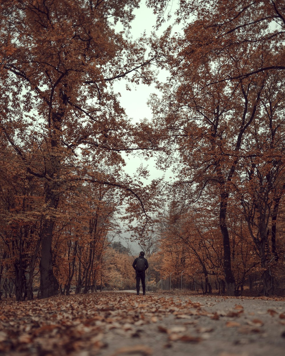 a person walking on a path with trees on either side of it