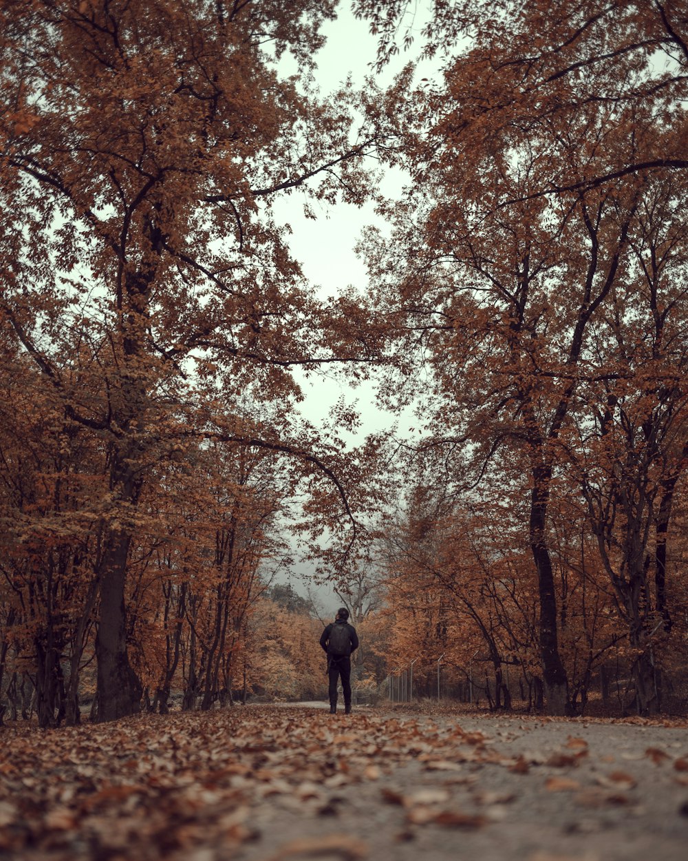 una persona che cammina su un sentiero con alberi su entrambi i lati di esso