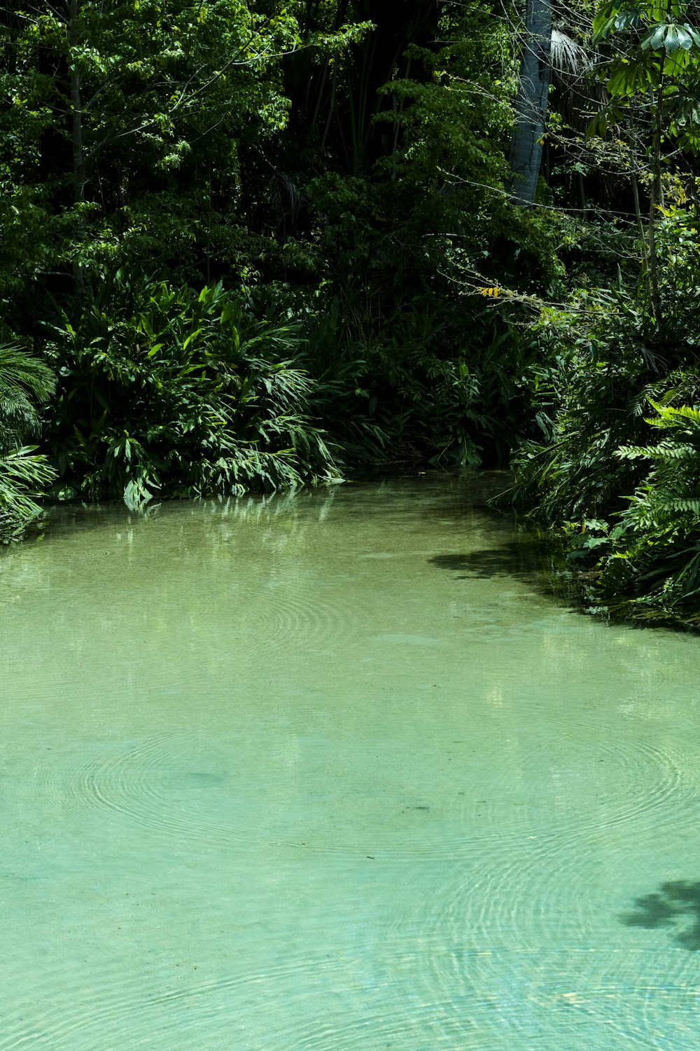 a body of water surrounded by trees