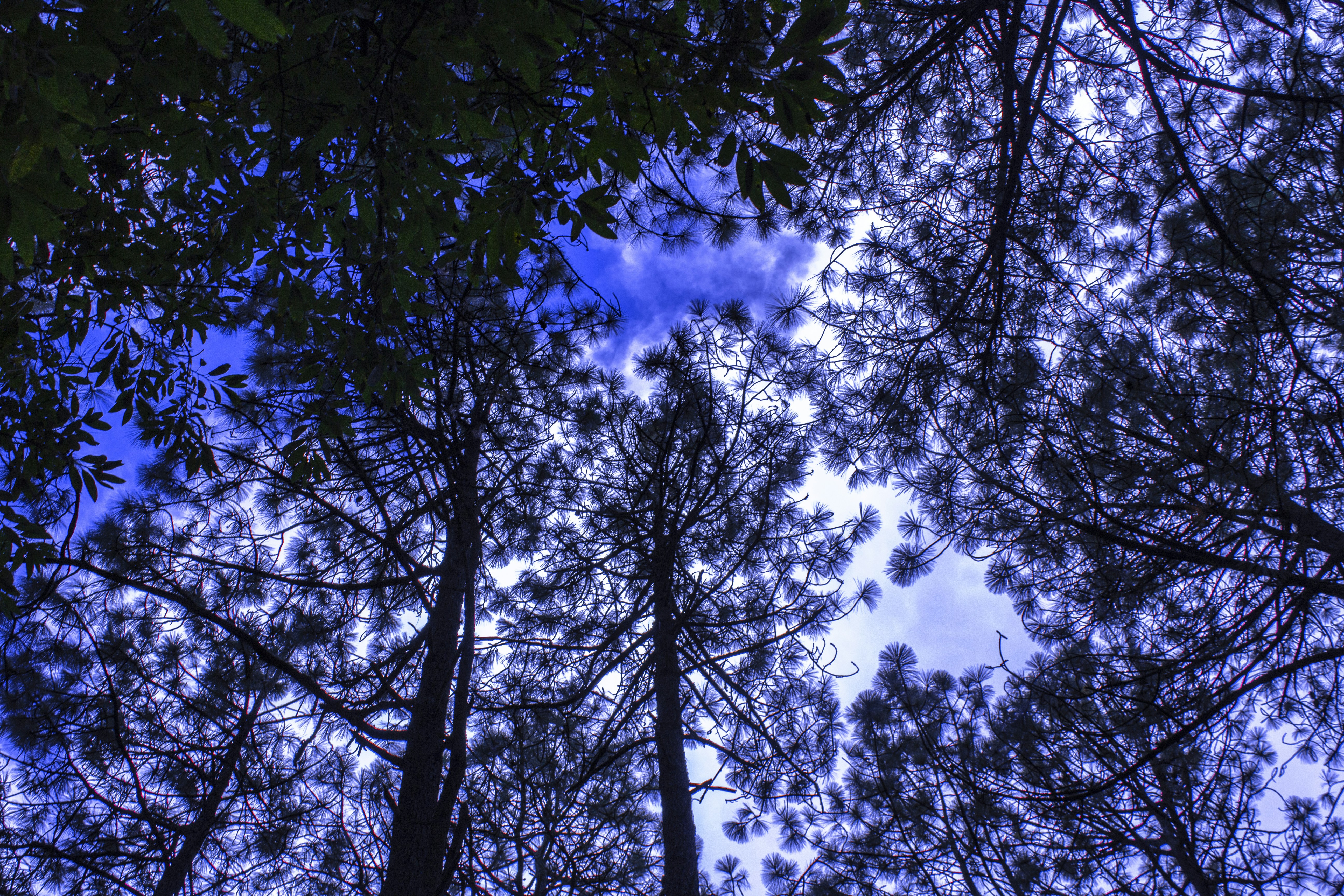 looking up at trees and blue sky