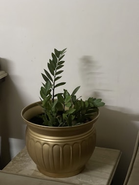 A green plant with broad leaves is placed in a decorative pot with a golden finish, situated on a table against a plain wall. The plant appears healthy and vibrant, with the leaves spreading over the edge of the pot.