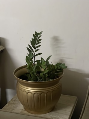 A green plant with broad leaves is placed in a decorative pot with a golden finish, situated on a table against a plain wall. The plant appears healthy and vibrant, with the leaves spreading over the edge of the pot.