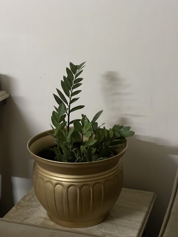 A green plant with broad leaves is placed in a decorative pot with a golden finish, situated on a table against a plain wall. The plant appears healthy and vibrant, with the leaves spreading over the edge of the pot.
