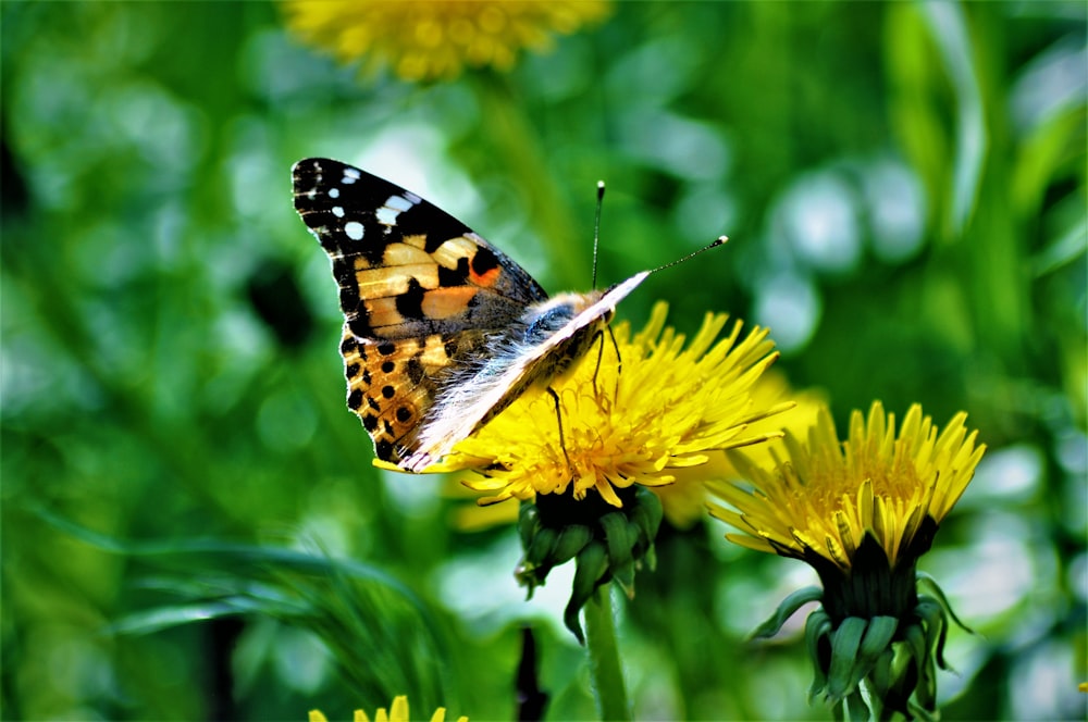 a butterfly on a flower