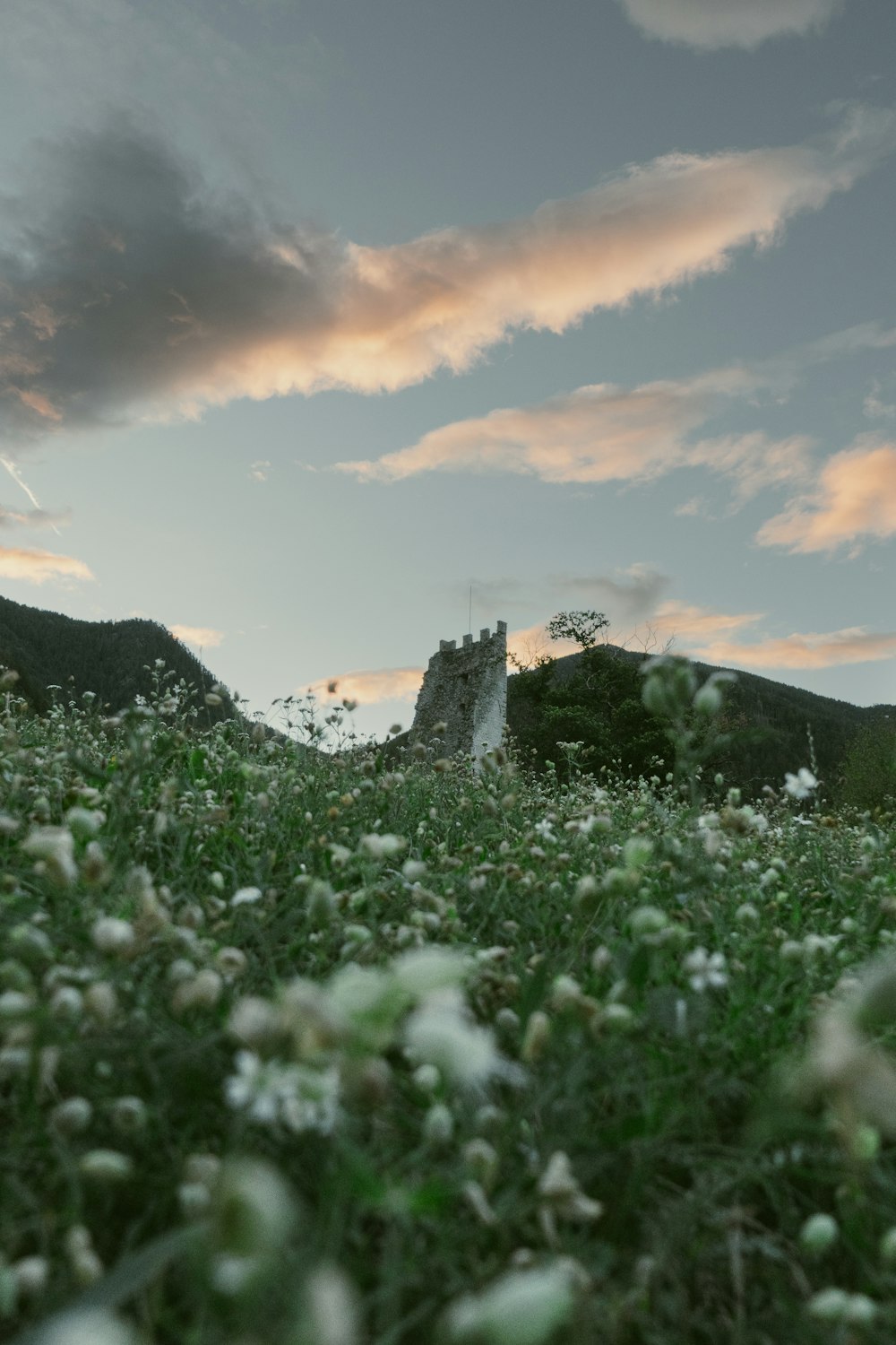 a field of flowers with a building in the background