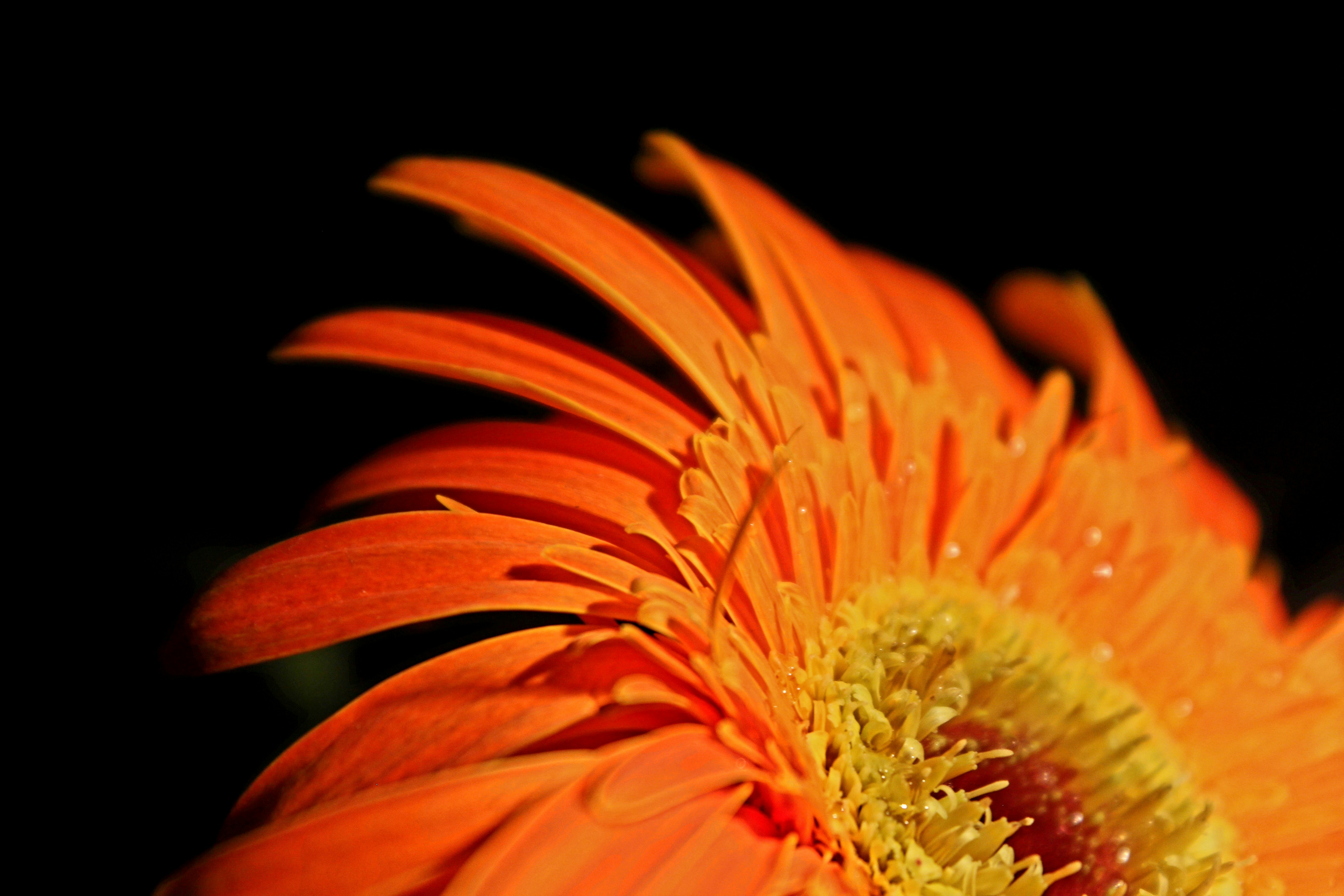 Photo by toushifalam