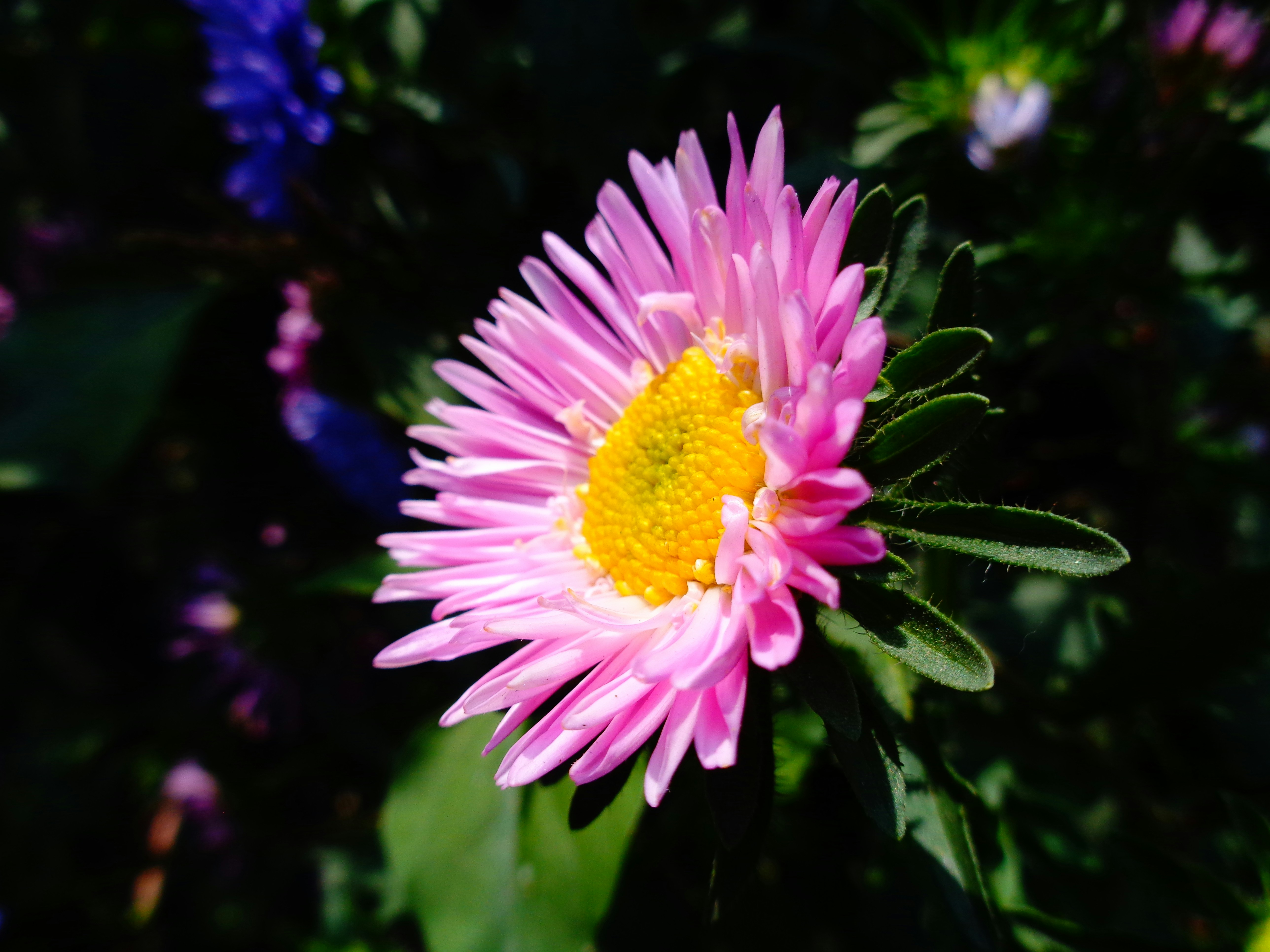 Photo by toushifalam