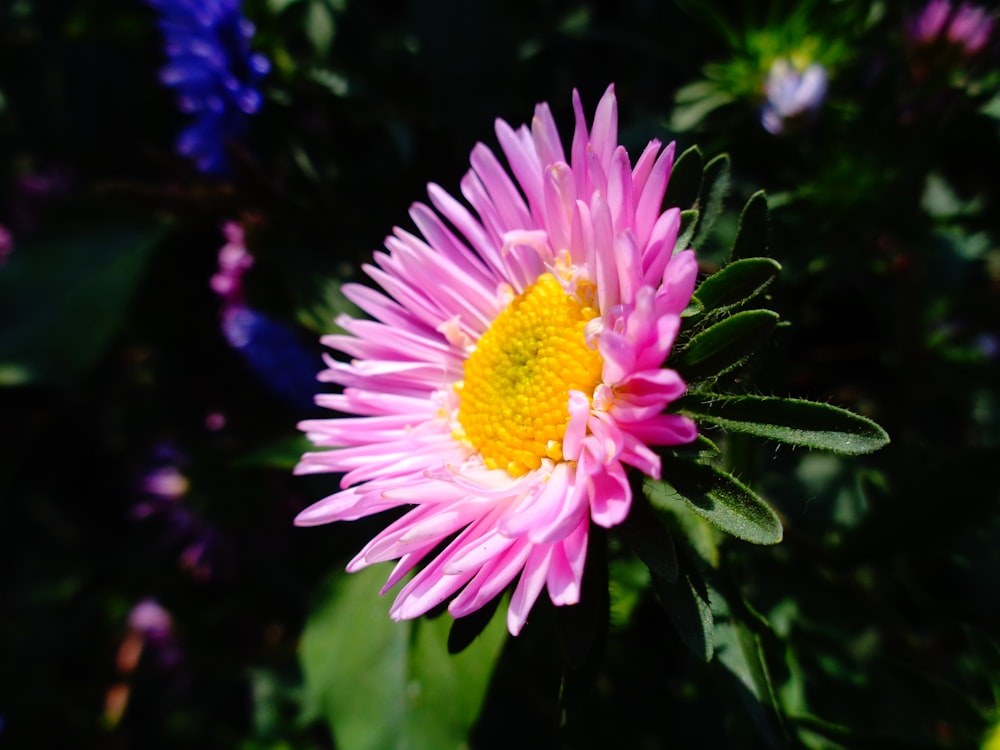 a close up of a flower