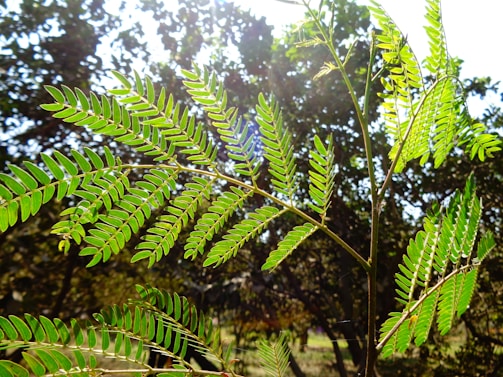 Sunlight filtering through leaves onto a clean, modern product display of blomatica's eco-conscious items.
