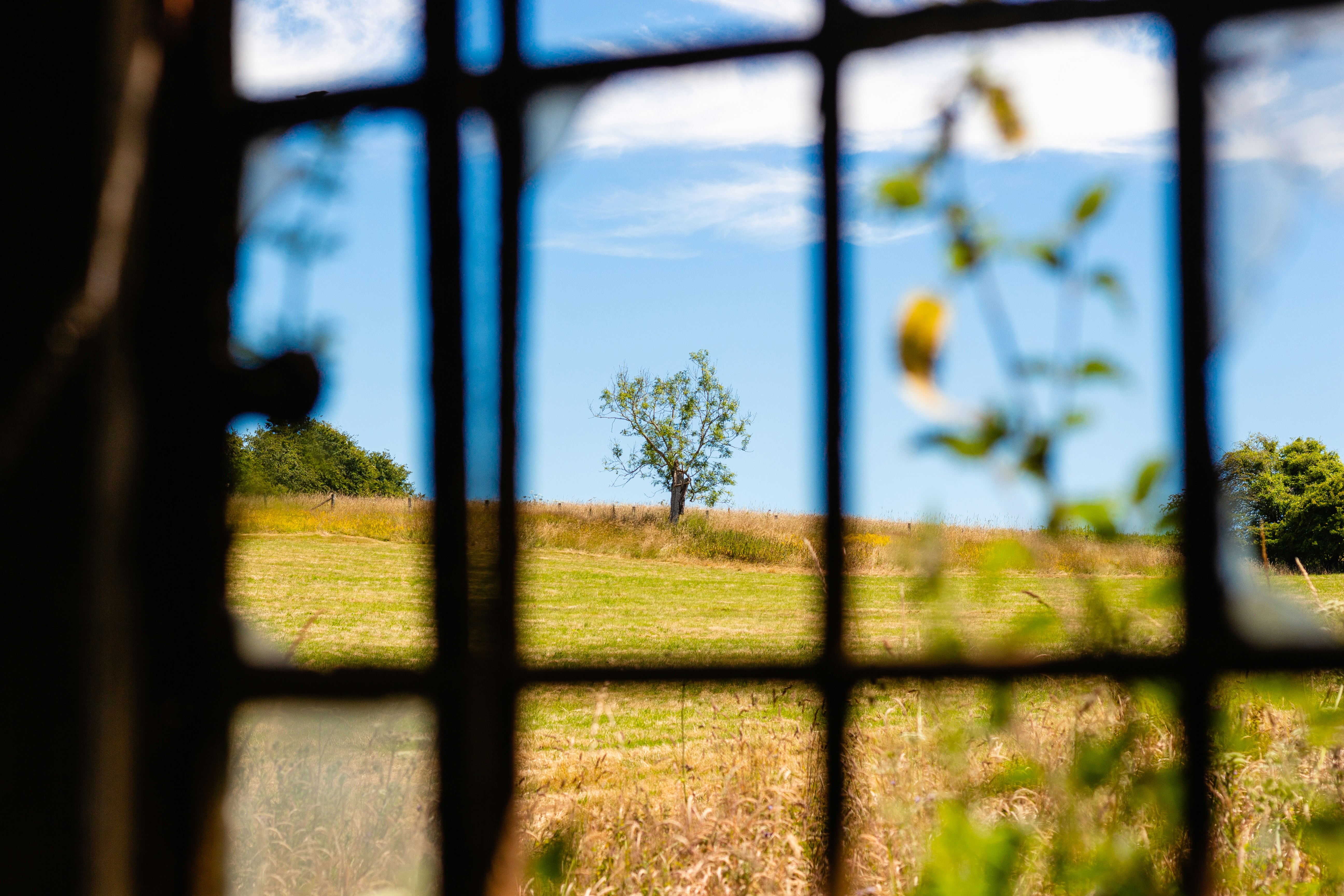 a view through a window of a tree and a field