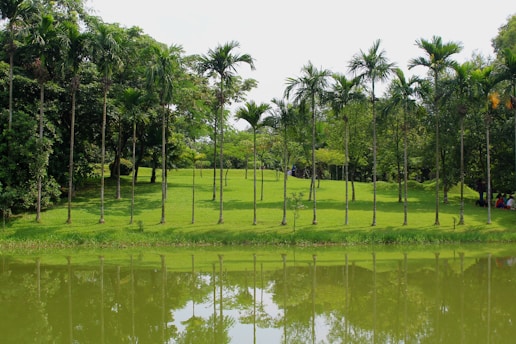 a body of water with trees around it