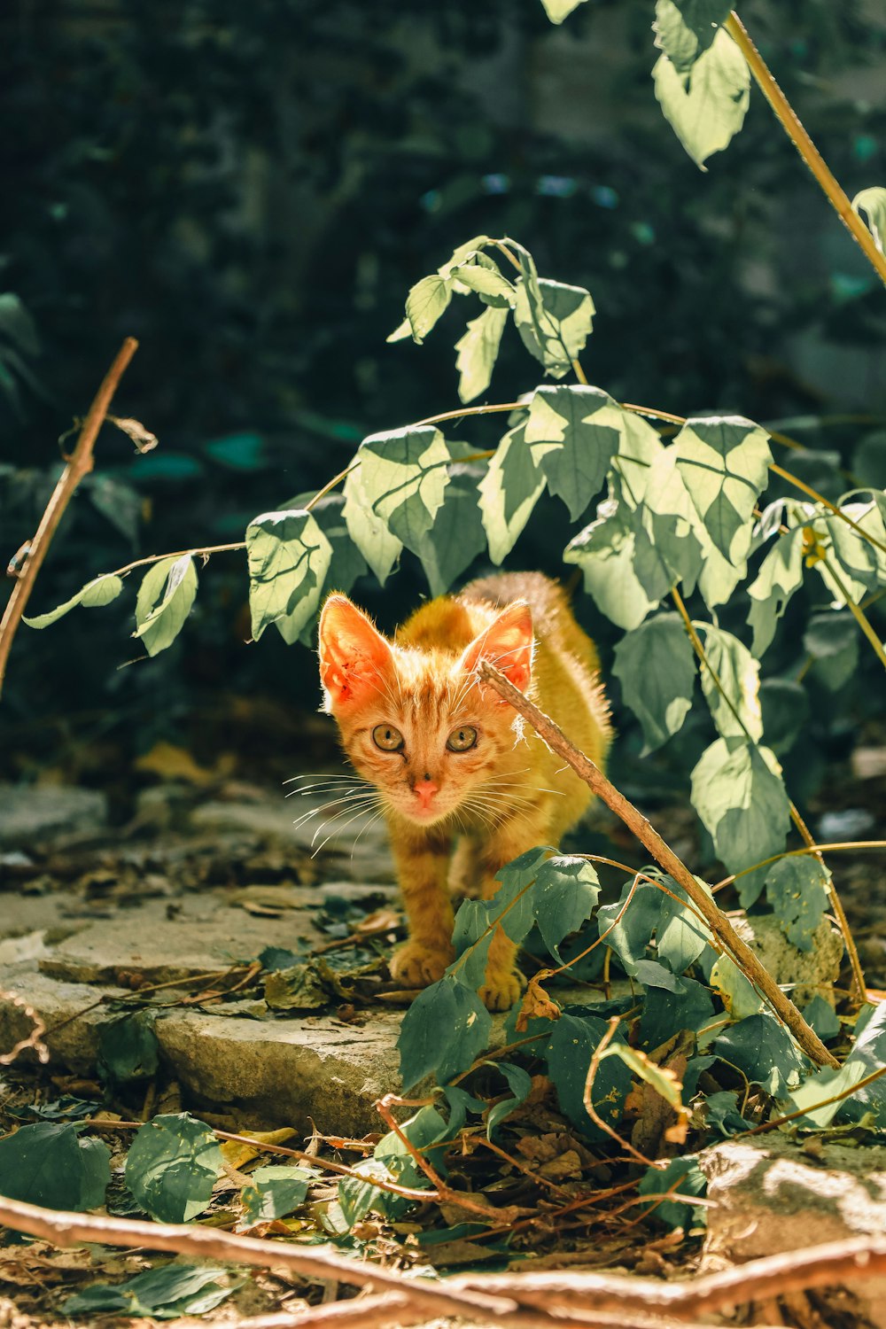 um gato na floresta